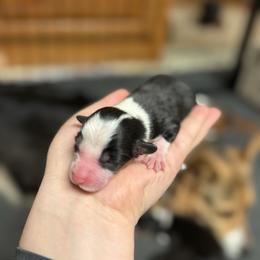 Shamrock - Black and tan female Pembroke Welsh Corgi puppy in Algona, Iowa from LTT Corgis