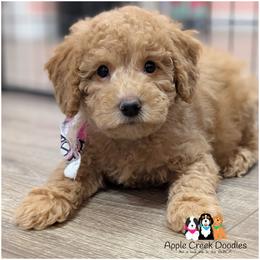 Hunny - Mini Goldendoodle - OFA-Genetics-2 Yr Warranty. - Apricot female Goldendoodle puppy in Jeddo, Michigan from Apple Creek Doodles