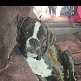 Boxer and Shih Tzu Puppies from L&L European Boxers and Shih Tzus