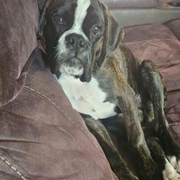 Boxer and Shih Tzu Puppies from L&L European Boxers and Shih Tzus