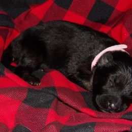 German Shepherd Puppies from 501 Shepherds