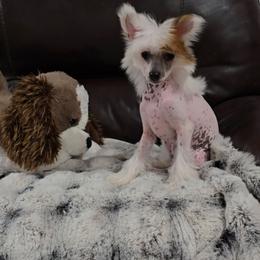 Felix - White and chocolate male Chinese Crested puppy in Amarillo, Texas from Victoria's Chinese Cresteds Long Star Angels