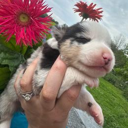 Lincoln - Gray and white male American Corgi puppy in Payson, Illinois from Creek Farm Corgis