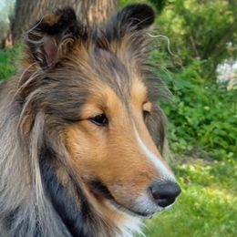 Savvy - Shetland Sheepdog