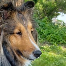 Savvy - Shetland Sheepdog