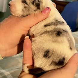 Shetland Sheepdog Puppies from Heavenly Shelties
