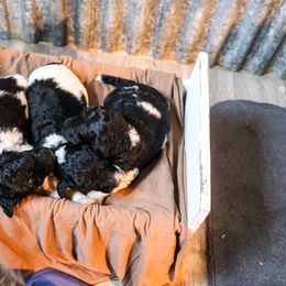 Poodle Puppies from BC’s Poodles on the Mountain