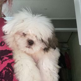 Scarlet - Liver and white female Shih Tzu puppy in Double Springs, Alabama from Little Friends Kennel