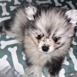 Doc Howliday - Blue merle male Pomeranian puppy in Lake Forest Park, Washington from Tea Pup Pomeranians