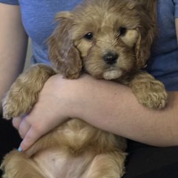 Cavapoo Puppies from Curly Q Cavapoos