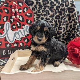 Aussiedoodle, Australian Shepherd, Bernedoodle, Cavapoo, Cockapoo, and Poodle Puppies from Sis' Doodles & Poodles