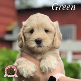 Australian Labradoodle Puppies from Rainbow Row Labradoodles