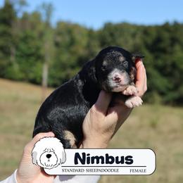 Nimbus - Brown and white female Sheepadoodle puppy in Cleveland, Tennessee from Narrow Path Old English & Sheepadoodles