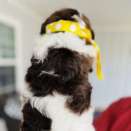 Goldendoodle Puppies from Thompson Creek Doodles