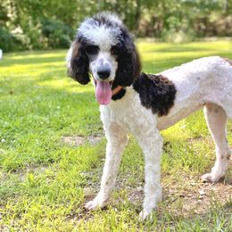 Poodle Puppies from Alpine Acres Poodles
