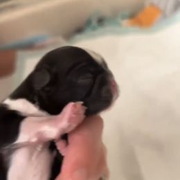Shih Tzu Puppies from Shih Tzu Dreams Come True