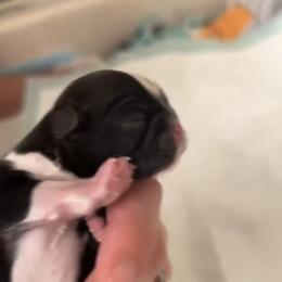 Shih Tzu Puppies from Shih Tzu Dreams Come True