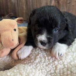 Layla - Black & white female Miniature Australian Shepherd puppy in Geary, Oklahoma from Helm Farms Aussies