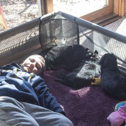 German Shepherd Puppies from Bmeerhuis German Shepherds