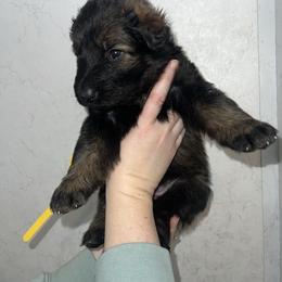 River.  Yellow collar. Guardianship only - Sable female German Shepherd puppy in Winterport, Maine from Vom Stevens Old Fashioned German Shepherds