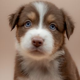 Rigatoni - Red merle male Australian Shepherd puppy in Brandon, Florida from 2 Happy Aussies