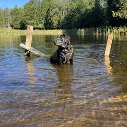 River - Labrador Retriever