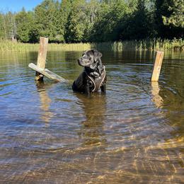 River - Labrador Retriever