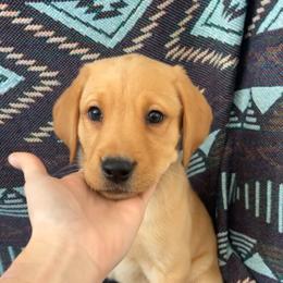 Gregory - Yellow male Labrador Retriever puppy in Wyalusing, Pennsylvania from Cooley’s Labradors Retrievers