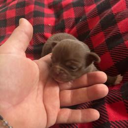 Vixen - Chocolate female Chihuahua puppy in Breese, Illinois from Casey's Chihuahuas