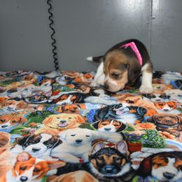 Pink collar female - Black white and tan female Beagle puppy in Fontana, California from JLB Beagles & MBT