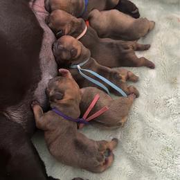Girl 3 - Fawn female French Bulldog puppy in Galt, California from The three little frenchies