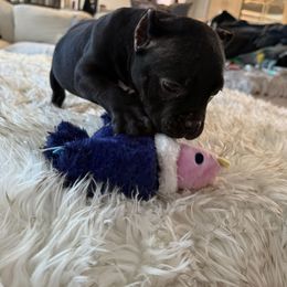 Luna - Black female American Bully puppy in Puyallup, Washington from Gamer Bullyz