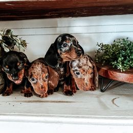 Dachshund Puppies from Cotton Hill Dachshunds