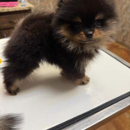 Opal - Black and tan female Pomeranian puppy in Ector, Texas from BB Pomeranians