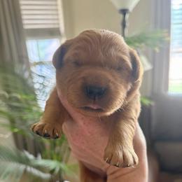 Dark Pink - Dark golden female Golden Retriever puppy in Mountain Home, Idaho from Poppy's Garden Golden Retrievers