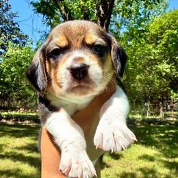 Cruton - White black and tan male Beagle puppy in Judsonia, Arkansas from Mayberry Acres Beagles and Basset Hounds