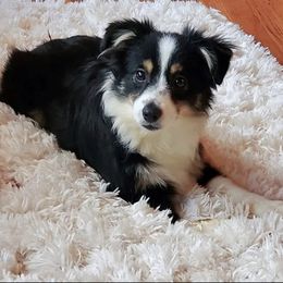 TOYTOY - Toy Australian Shepherd