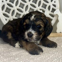 Boy 1 - Tri-color male Bernedoodle puppy in Russiaville, Indiana from Pleasant Creek Minibernedoodles