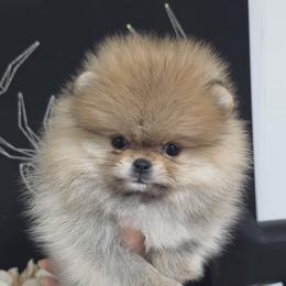 Pomeranian puppies from BP PUPS