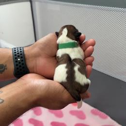 Green - Gold and white female Shih Tzu puppy in Winston Salem, North Carolina from Shihtzuandoodlenc.LLC