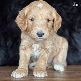 ZALINSKY - Red  Goldendoodle puppy in Lancaster, Minnesota from North Star Dog Training