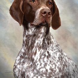 German Shorthaired Pointer All Grown Up from Windward German Shorthaired Pointers