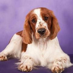 Welsh Springer Spaniels from Painted Sky Farms Welsh Springer Spaniels