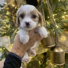 Girl 2 - Blenheim female Cavachon puppy in Pocatello, Idaho from Sarah's Cavachons & King Charles Cavalier Spaniels