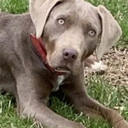 Jewel - Catahoula Leopard Dog