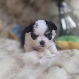 Winston - Black and white male Chihuahua puppy in Brooksville, Florida from Daystars Chihuahuas