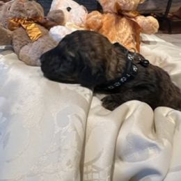 Boy 5 - Saint Berdoodle puppy in Idaho from Oodles of Doodles, LLC