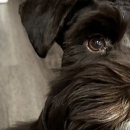 Miniature Schnauzers from MSR Mini Schnauzers