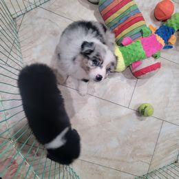Australian Shepherd Puppies from Winsome Aussies
