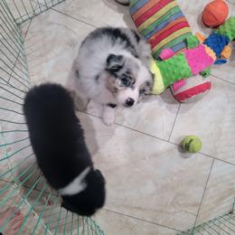 Australian Shepherd Puppies from Winsome Aussies